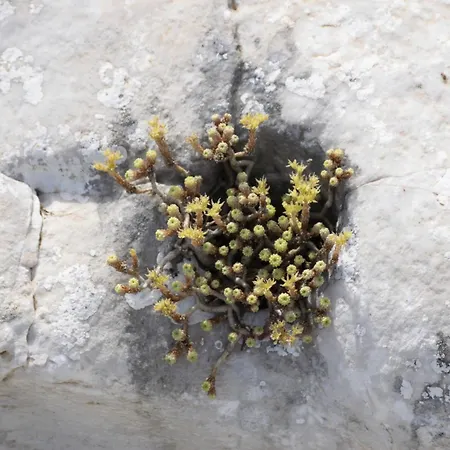 Farfallina 