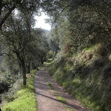Farfallina 